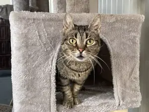 Sanfte Kuschelkatze sucht Wohnsitz