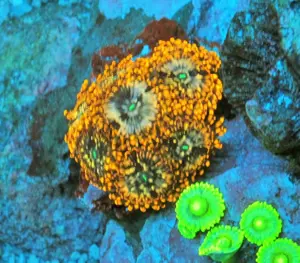 Korallenableger-Meerwasser- Zoanthus "Utter chaos" Bild 2