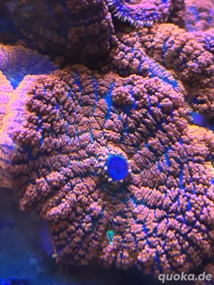 Rhodactis Superman Scheibenanemone Meerwasser Bild 2