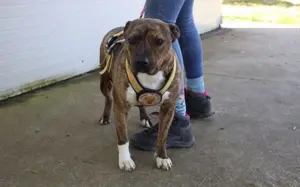 Chihiro sucht ein Zuhause Bild 5