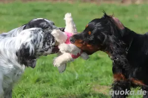 Wunderschöne English  Setter suchen noch ein zuhause 