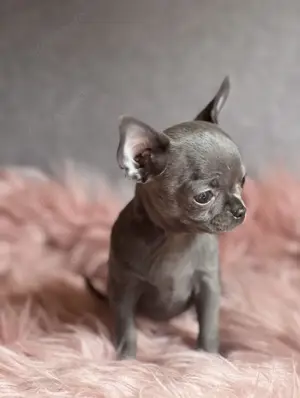 Sehr süße und seltene Chihuahua Welpen 