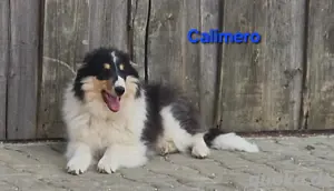 reinr. amerik. Colliewelpen,Rüden,6 mon.,m. Ahnentafel dürfen umziehen 
