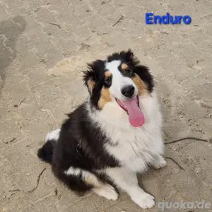 unsere amerik. Colliewelpen,Rüden,m. Ahnentafel dürfen umziehen 