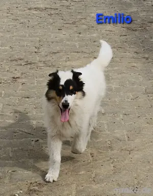reinr. amerik. Colliewelpen,Rüden,5 mon.,m. Ahnentafel dürfen umziehen 