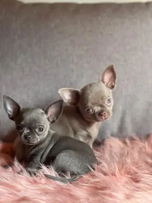 Süsse kleinbleibende Chihuahua Welpen 