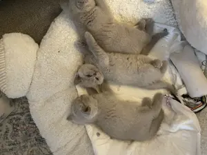 Kitten Baby