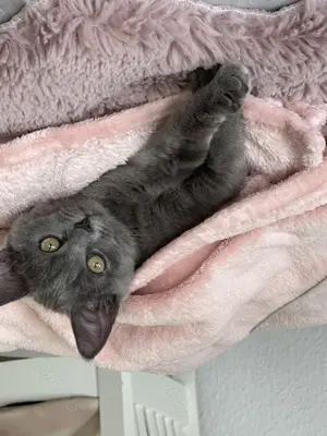 Katzen Dame abzugeben 
