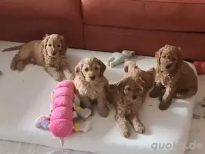 Cockapoo welpen 