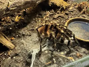 A. geniculata 1.0 mit Terrarium
