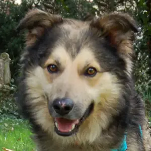 Jovi, 3 Jahre - Collie-Mix - Tierhilfe Franken e.V.