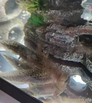 Axolotl nachzucht