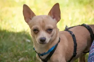 Madita - 10 Monate - Chihuahua - Tierhilfe Franken e.V. Bild 2