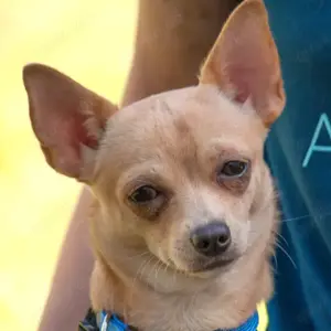 Madita, 10 Monate - Chihuahua - Tierhilfe Franken e.V.