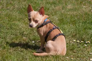 Madita - 10 Monate - Chihuahua - Tierhilfe Franken e.V. Bild 6