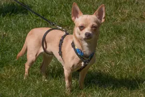 Madita - 10 Monate - Chihuahua - Tierhilfe Franken e.V. Bild 5