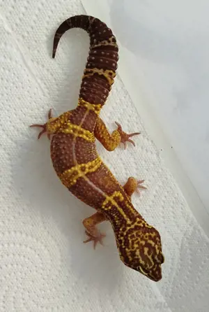 1.1 Black Night Tremper Albino Leopardgecko Zuchtpaar 
