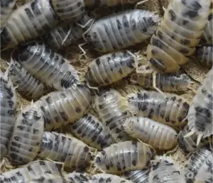 Zuchtansatz Zierasseln "Porcellio laevis"; verschiedene Morphen
