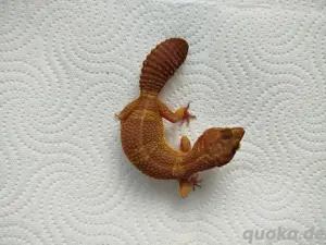 0.1 Black Night Tremper Albino Leopardgecko