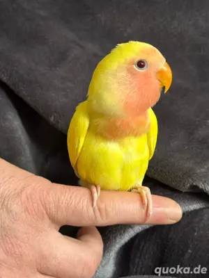 vogel