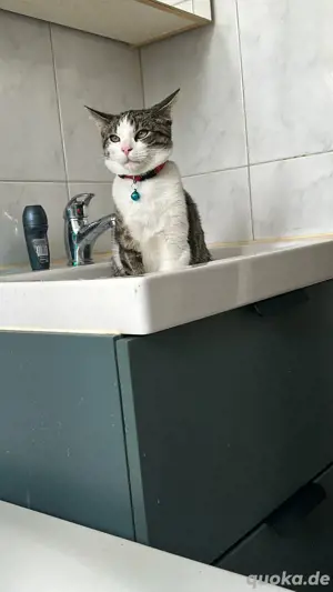 deck rüde Katze