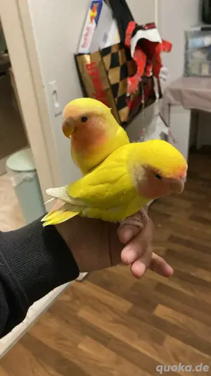 liebes vogel 