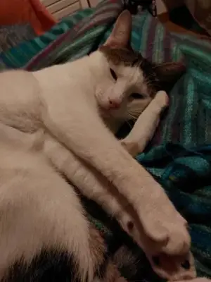 Caspar und Milo  Virneburg (ALO) Bild 7