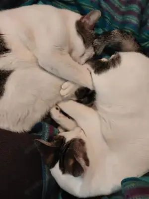 Caspar und Milo  Virneburg (ALO) Bild 6