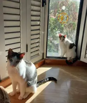 Caspar und Milo  Virneburg (ALO) Bild 5