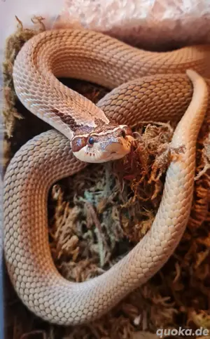 1.0 Superconda Hakennasennatter adult Heterodon nasicus 