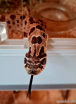 0.1 Anaconda het Axanthic Hakennasen adult Heterodon nasicus 