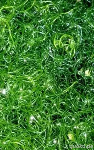 Drahtalge Chaetomorpha Linum für Meerwasser Makroalge