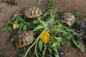 Griechische Landschildkröten, Thb. und Thh. Nachuzucht 2024, 23 und 22. Alle mit Cites-Bescheinigung