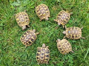 Nachzuchten von 2023 Testudo hermanni hercegovinensis, Dalmatinische Landschildkröte 