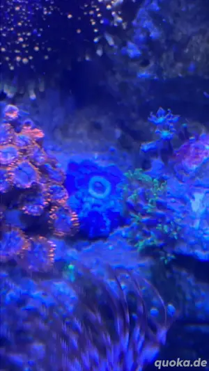 Meerwasser Blue Jawbraker discosoma Scheibeanemone