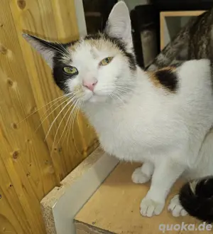 Dreifarbige katze super lieb