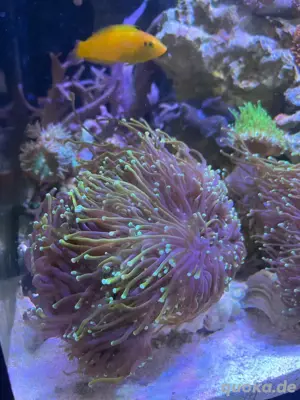 Euphyllia Dragon Soul Ableger Meerwasser