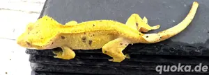 kronengecko weibchen 