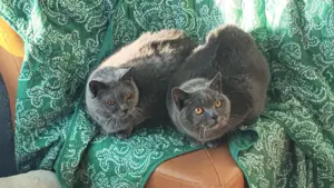 2 Chartreux Katzen zu verkaufen