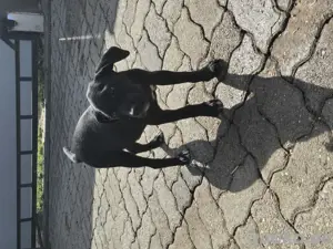 Labrador Mix Welben 