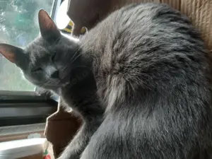 Kater BKH-Mix in liebe Hände abzugeben.