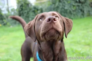 Labrador Welpen 09.06 abgabebereit