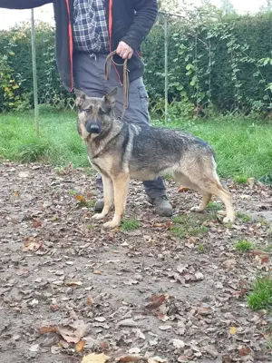 Deutsche Schäferhunde