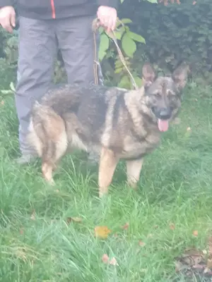 Deutsche Schäferhunde Bild 3