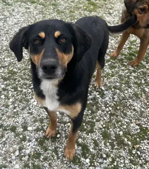 Orelle, geb. ca. 05 2024, lebt in GRIECHENLAND, auf einem Gelände Bild 3