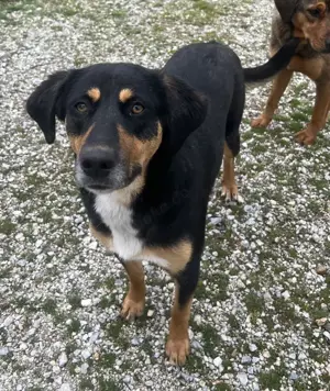 Orelle, geb. ca. 05 2024, lebt in GRIECHENLAND, auf einem Gelände Bild 4