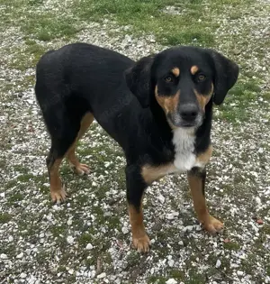 Orelle, geb. ca. 05 2024, lebt in GRIECHENLAND, auf einem Gelände Bild 6