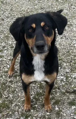 Orelle, geb. ca. 05 2024, lebt in GRIECHENLAND, auf einem Gelände Bild 10