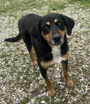 Orelle, geb. ca. 05 2024, lebt in GRIECHENLAND, auf einem Gelände Bild 7