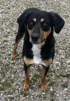 Orelle, geb. ca. 05 2024, lebt in GRIECHENLAND, auf einem Gelände Bild 9